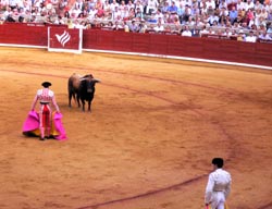 Bullfight